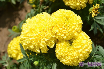 8月18日花语：万寿菊，生日花语健康