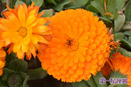 金盏菊花语：悲伤嫉妒，离别之痛